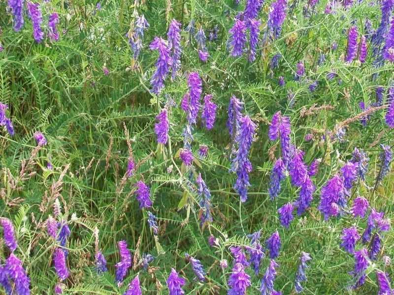 Beach Pea at Cape Forchu image. Click for full size.