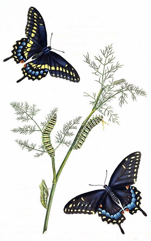 John Abbot's painting of the Black Swallowtail image. Click for full size.