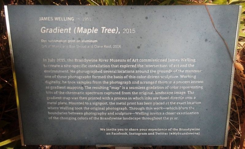 Gradient (Maple Tree), 2015 Marker image. Click for full size.