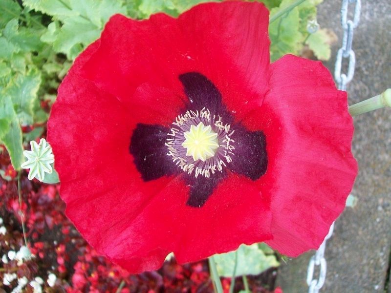 War Memorial Poppy image. Click for full size.