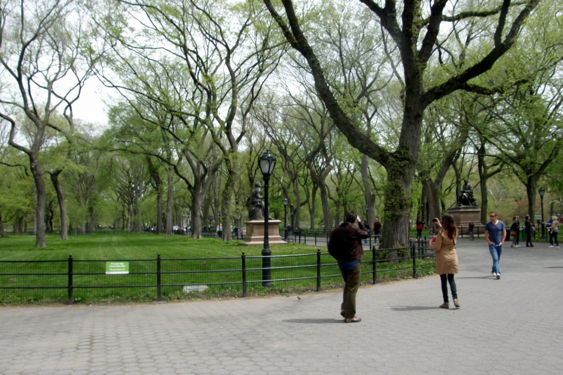 The Literary Walk elms. Click for full size. The Literary Walk elms image. Click for full size.