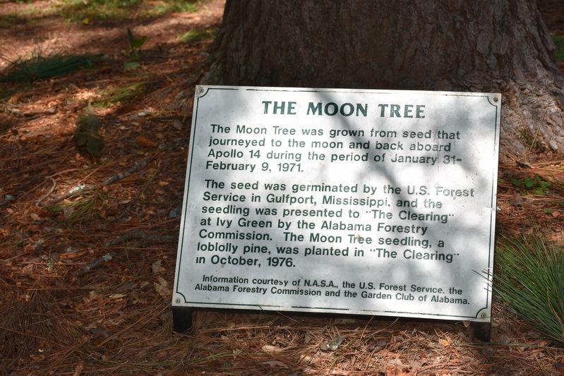 The Moon Tree Marker image. Click for full size.