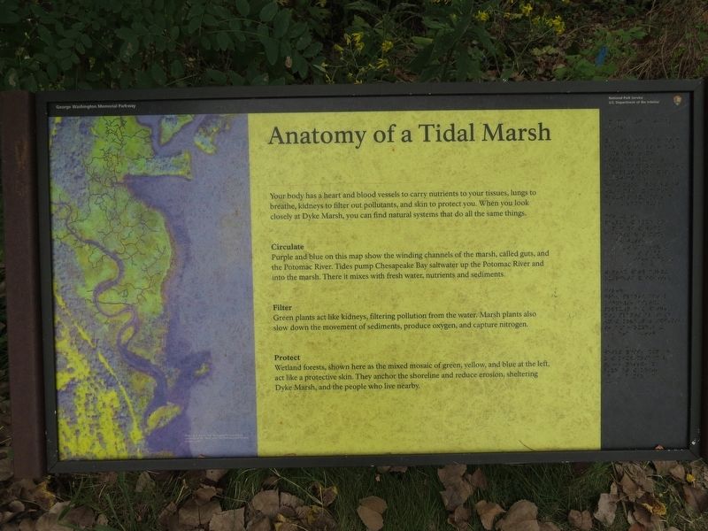 Anotomy of a Tidal Marsh Marker image. Click for full size.
