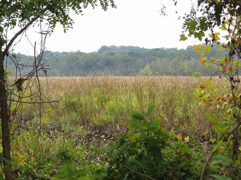 Dyke Marsh seen from near the Anatomy of a Tidal Marsh Marker image. Click for full size.