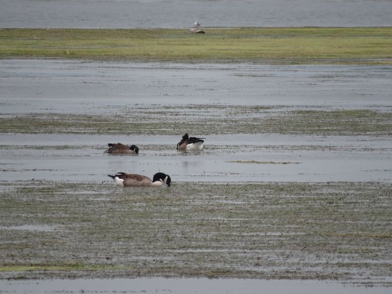 Birds in Dyke Marsh. Click for full size. Birds in Dyke Marsh image. Click for full size.