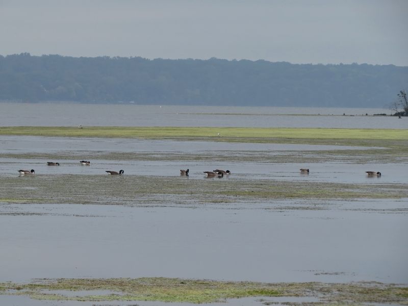 Birds in Dyke Marsh image. Click for full size.