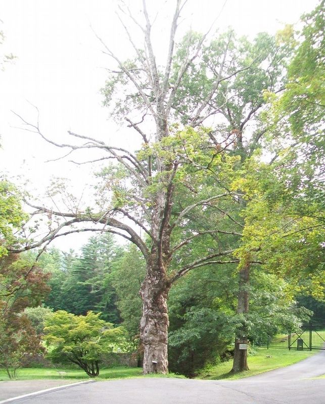 Sugar Maple and Marker. Click for full size. Sugar Maple and Marker image. Click for full size.