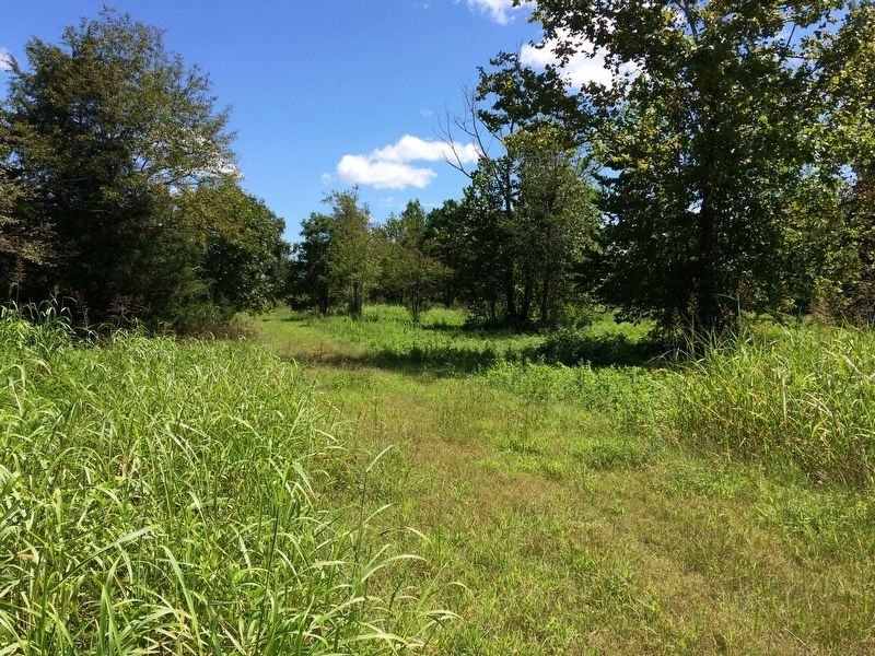 Overgrown and Unmaintained Portion of the Green River Road Trace/ image. Click for full size.