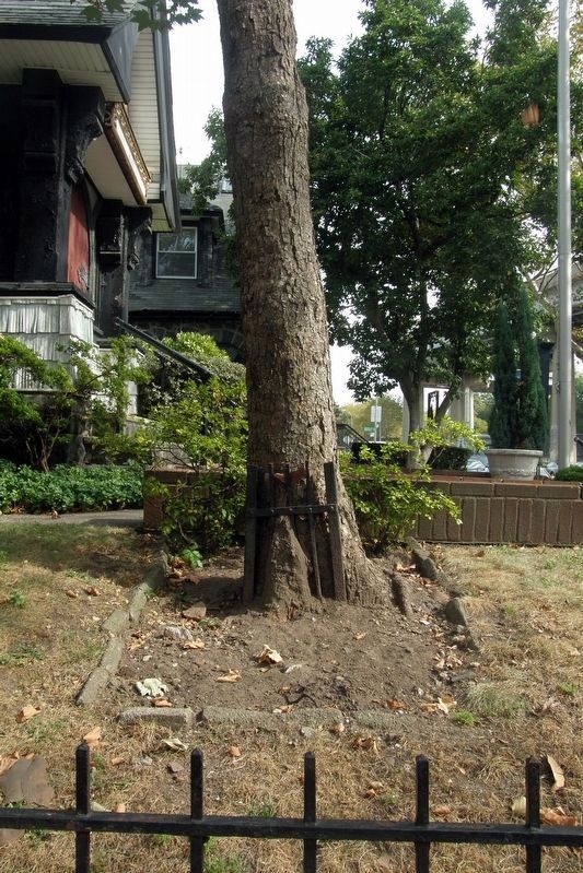 Robert E. Lee Tree Markers. Click for full size. Robert E. Lee Tree Markers image. Click for full size.