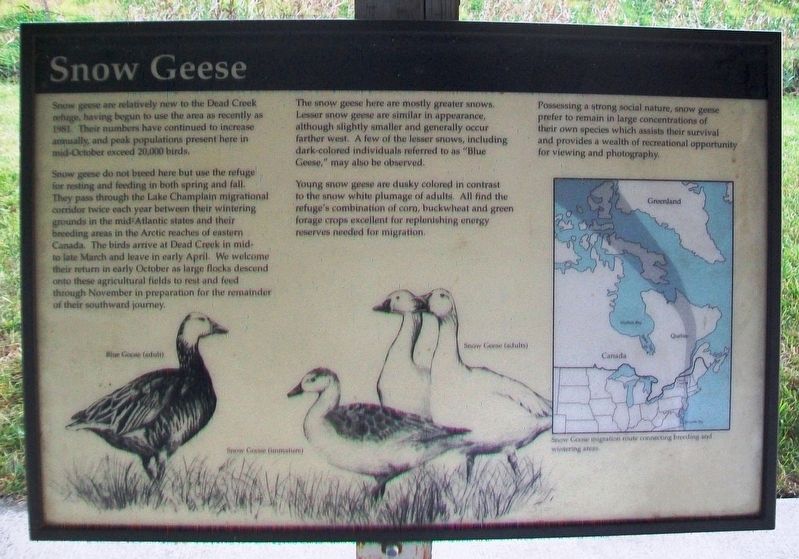 Snow Geese Marker image. Click for full size.