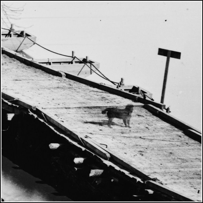 Dog standing on the bridge image. Click for full size.