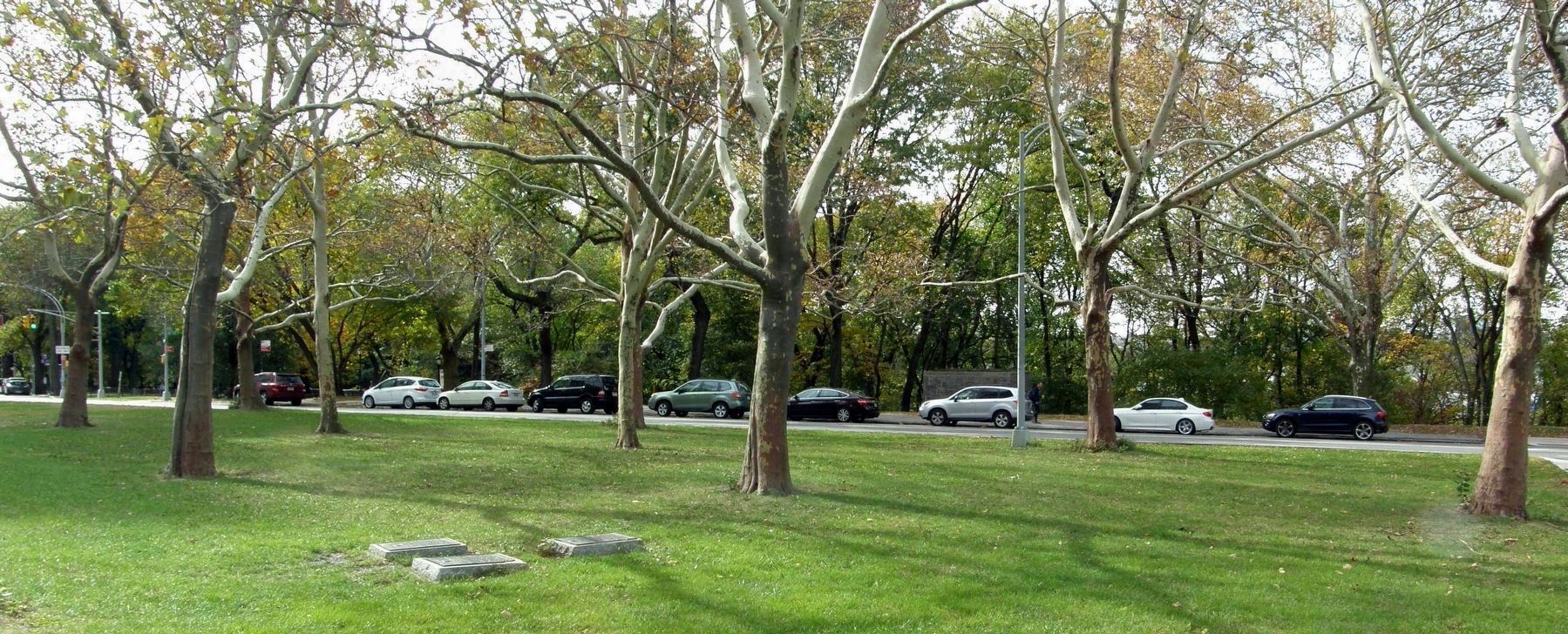 The Memorial Trees referenced in the Korean War and Four Chaplains markers image. Click for full size.