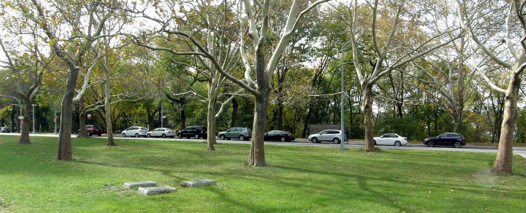 The Memorial Trees referenced in the Four Chaplains and Korean War markers image. Click for full size.