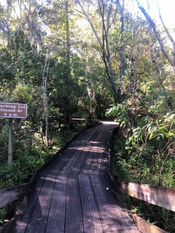 Barataria Boardwalk walkway image. Click for full size.