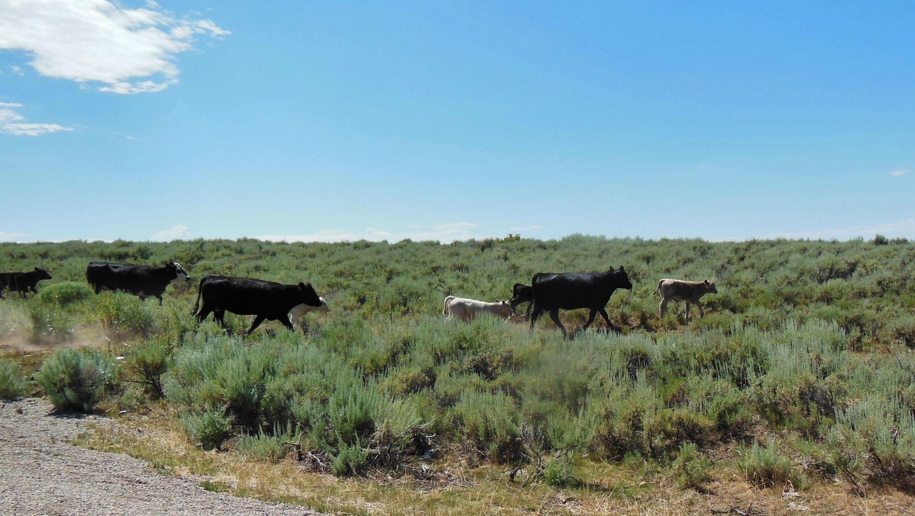 Henry is cattle country - typical area scene. Click for full size. Henry is cattle country - typical area scene image. Click for full size.