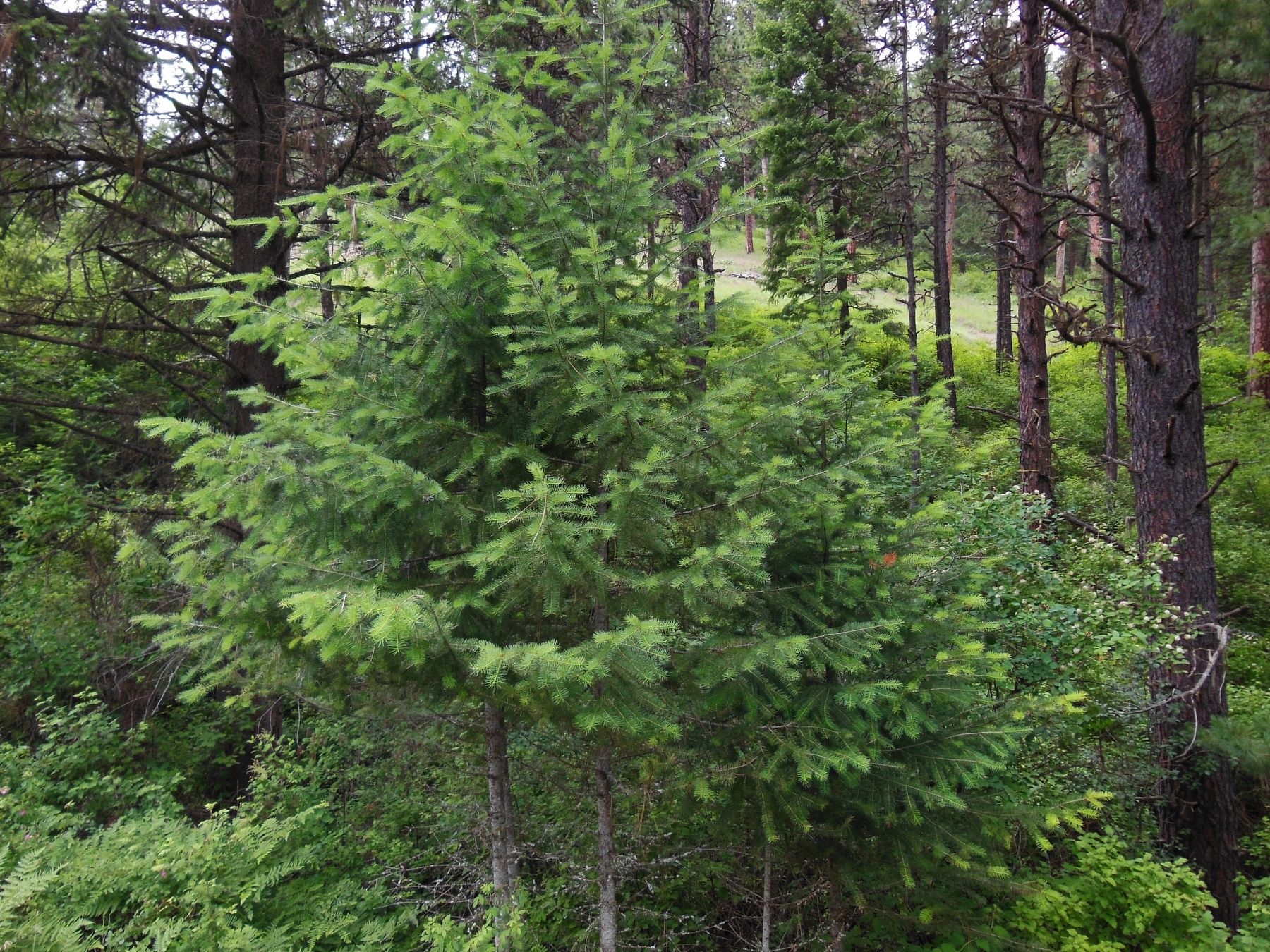 Plummer Creek (<i>view downhill from marker</i>) image. Click for full size.