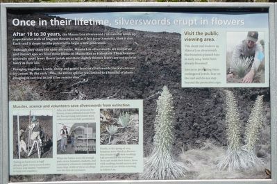 Once in their lifetime, silverswords erupt in flowers Marker. Click for full size. Once in their lifetime, silverswords erupt in flowers Marker image. Click for full size.