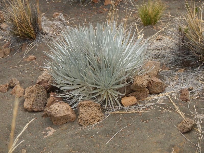Silversword on Mauna Kea. Click for full size. Silversword on Mauna Kea image. Click for full size.