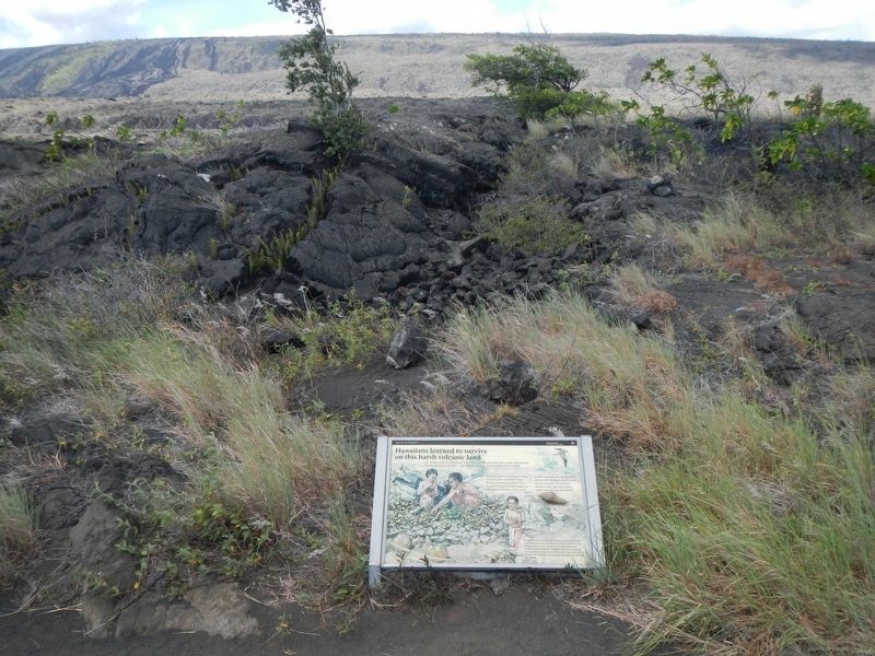 Hawaiians learned to survive on this harsh volcanic land Marker image. Click for full size.