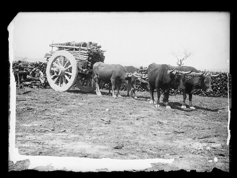 A Mexican ox-cart hauling wood image. Click for full size.