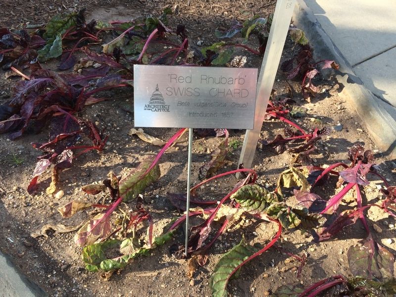 Swiss Chard Marker in garden. Click for full size. Swiss Chard Marker in garden image. Click for full size.