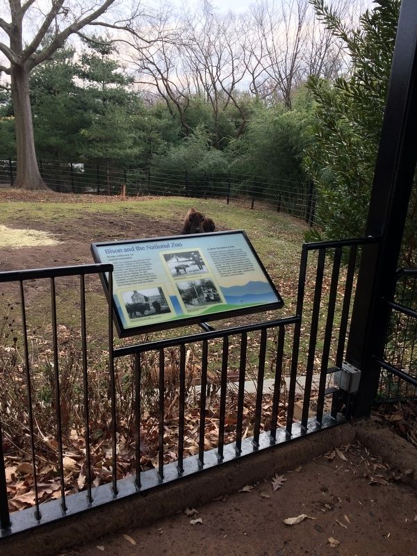 Bison and the National Zoo Marker. Click for full size. Bison and the National Zoo Marker image. Click for full size.