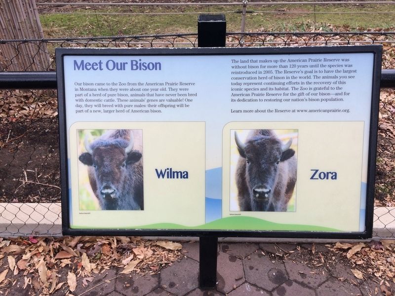 Meet Our Bison Marker image. Click for full size.