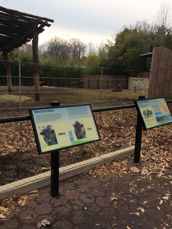 Meet Our Bison Marker image. Click for full size.