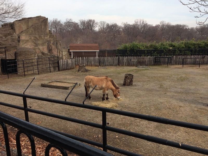Przewalski's Horse image. Click for full size.
