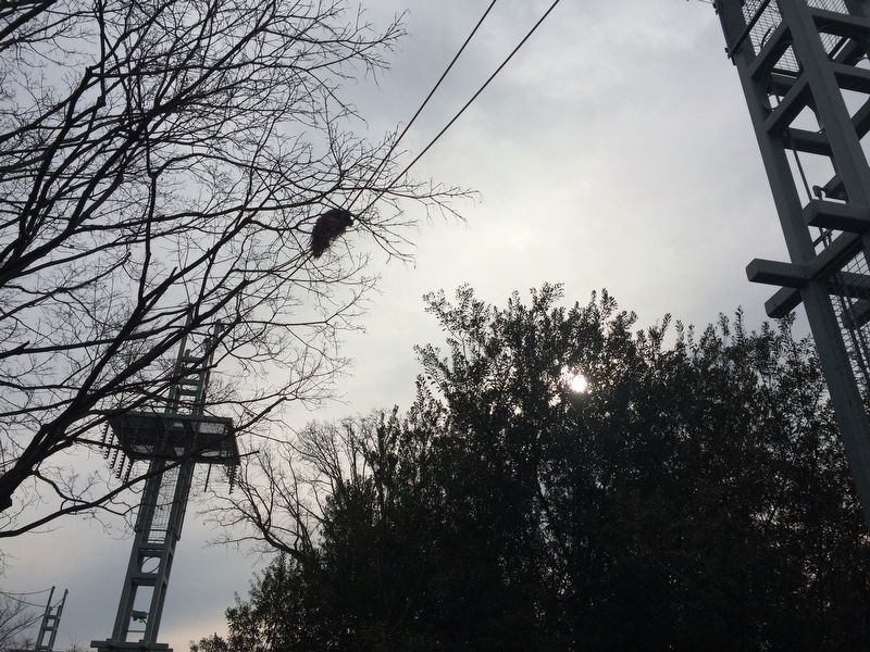 Orangutan using the O-Line on December 17, 2017. Click for full size. Orangutan using the O-Line on December 17, 2017 image. Click for full size.