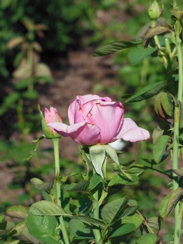 Tyler Rose (<i>beside marker</i>). Click for full size. Tyler Rose (<i>beside marker</i>) image. Click for full size.