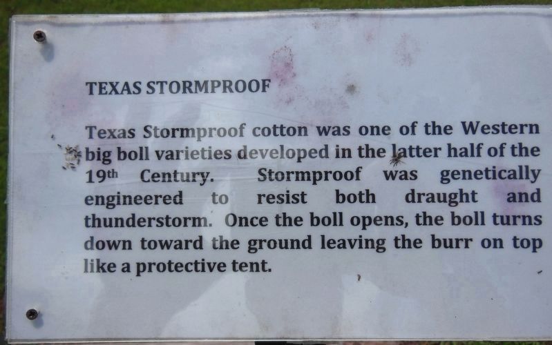 "Stormproof" Cotton Plaque image. Click for full size.