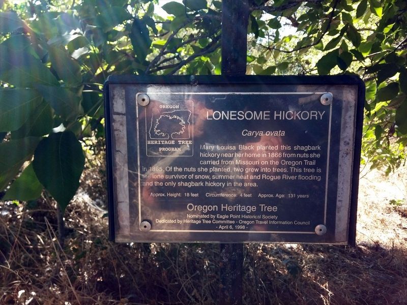 Lonesome Hickory Marker image. Click for full size.
