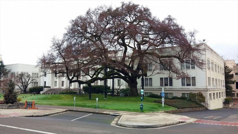Courthouse Elm. Click for full size. Courthouse Elm image. Click for full size.