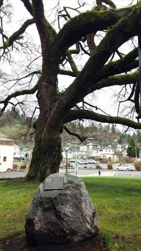 Courthouse Elm Marker. Click for full size. Courthouse Elm Marker image. Click for full size.