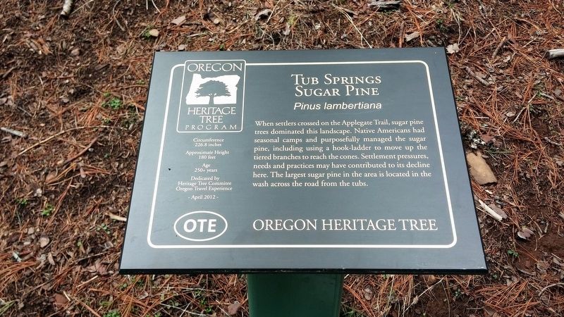 Tub Springs Sugar Pine Marker image. Click for full size.