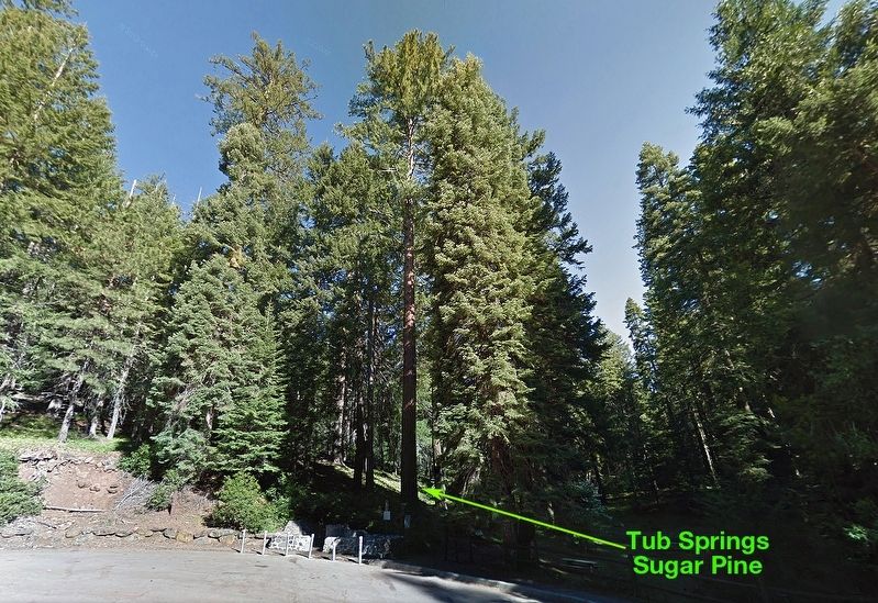 Tub Springs Sugar Pine image. Click for full size.
