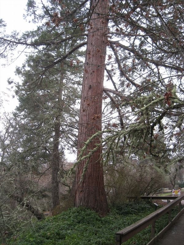 Britt Sequoia image. Click for full size.