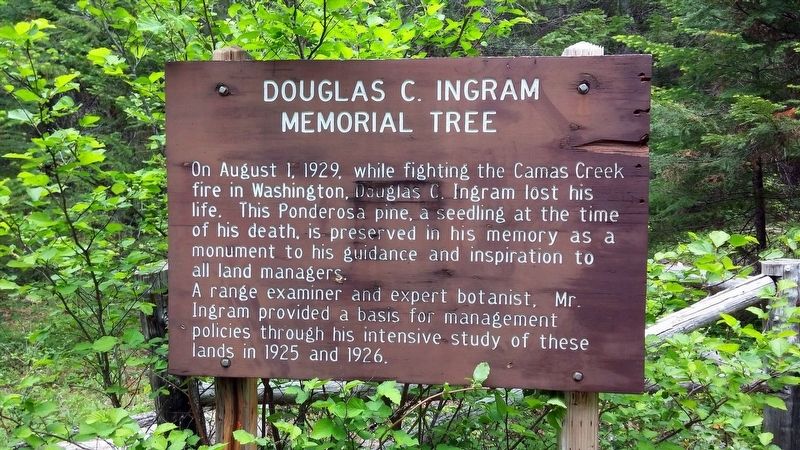 Douglas C. Ingram Memorial Tree Marker image. Click for full size.