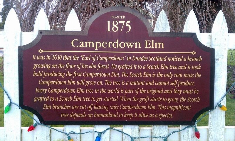 Camperdown Elm Marker image. Click for full size.