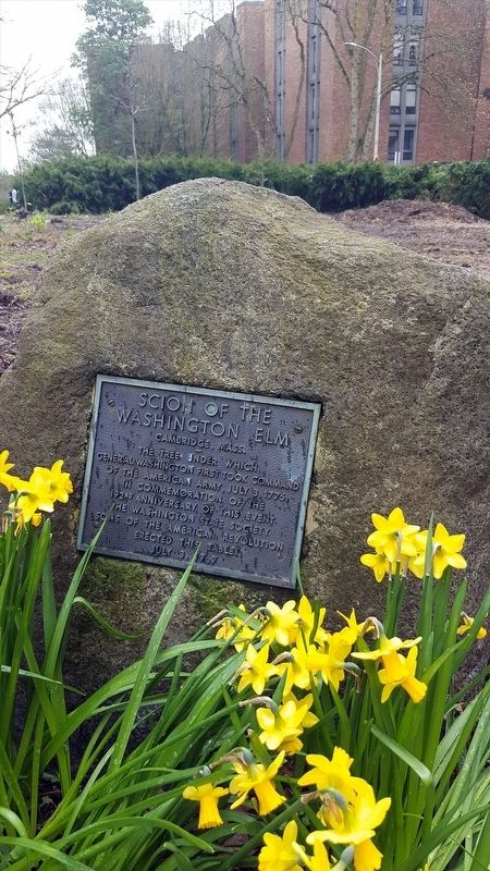 Scion of the Washington Elm Marker. Click for full size. Scion of the Washington Elm Marker image. Click for full size.
