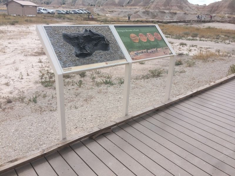 Dying to Become a Fossil Marker. Click for full size. Dying to Become a Fossil Marker image. Click for full size.