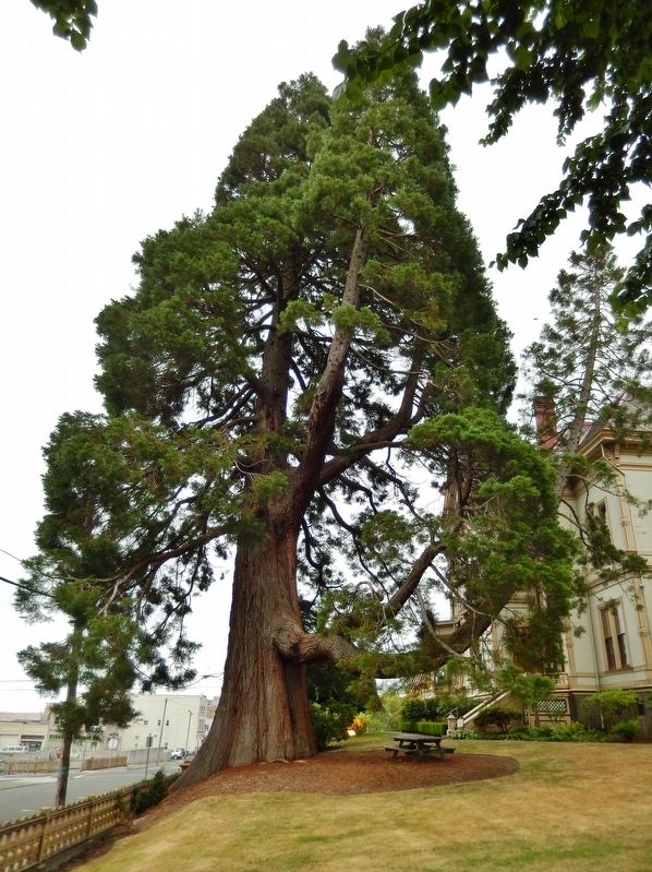 Giant Sequoia Tree on North Side of Flavel House image. Click for full size.