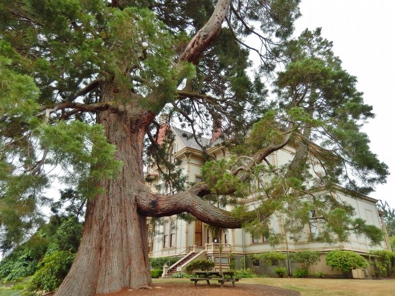 Giant Sequoia Tree on North Side of Flavel House image. Click for full size.