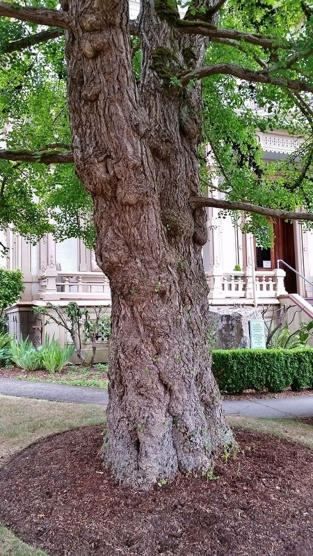 Giant Ginko Tree on East Side of Flavel House image. Click for full size.