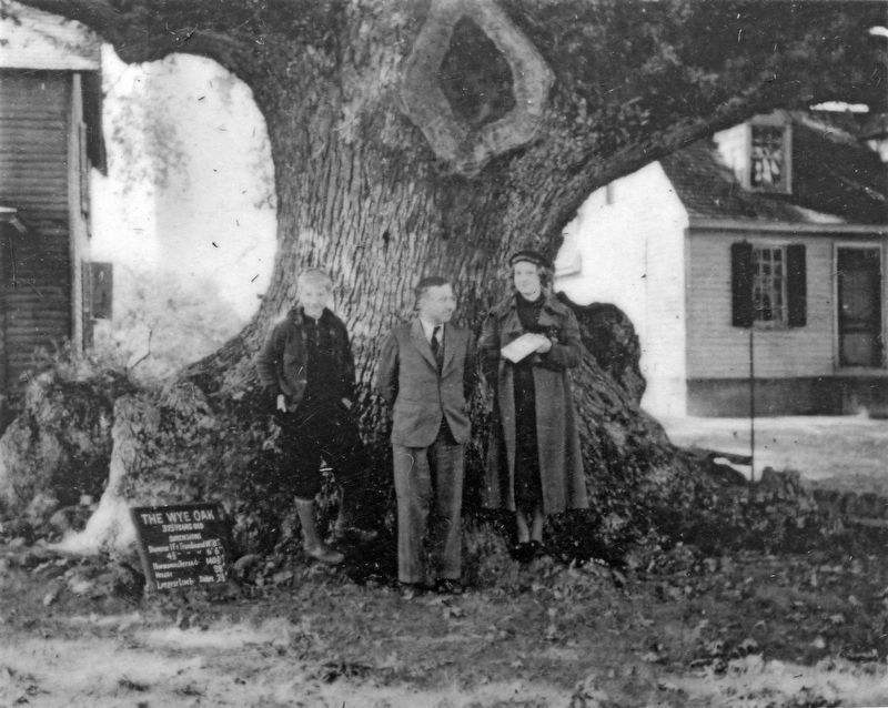 The “Little House” and the Wye Oak image. Click for full size.