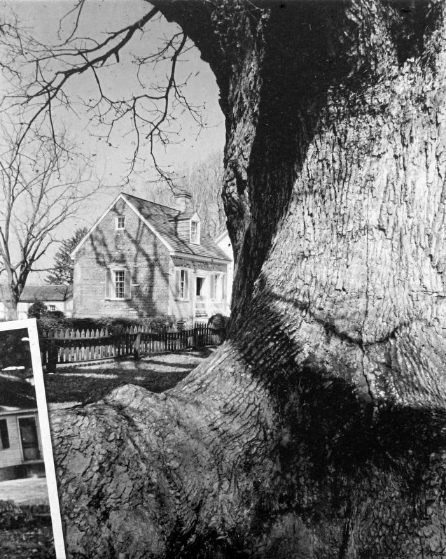 The Wye Oak and the “Little House” image. Click for full size.