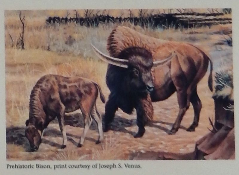 Marker detail: Ice Age Bison image. Click for full size.