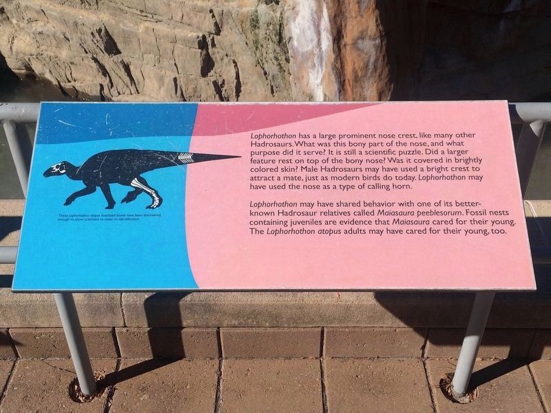 Lophorhothon atopus Marker. Click for full size. Lophorhothon atopus Marker image. Click for full size.