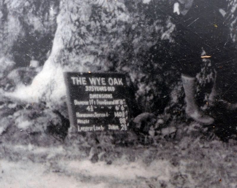 The Wye Oak image. Click for full size.